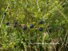 Carpathian trip - blackberry 